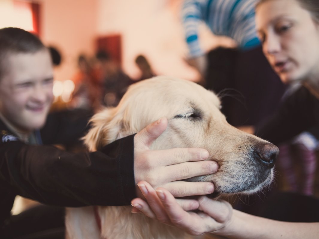 Что такое «анималотерапия»?
